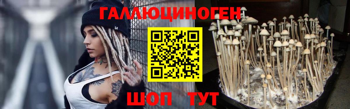 Гусев  Галлюциногенные грибы мухоморы  Вход с VPN  Псилоцибиновые грибы Psilocybe 
